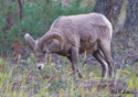 Ovis Canadensis